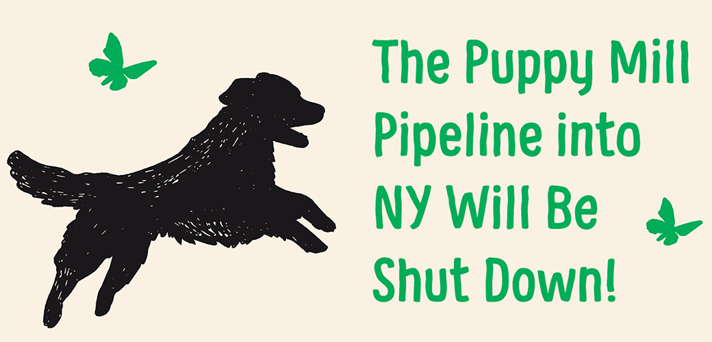 black silhouette of a dog jump of a tan back ground with a green butterfly next to it with the text: The Puppy Mill Pipeline into NY will be shut down