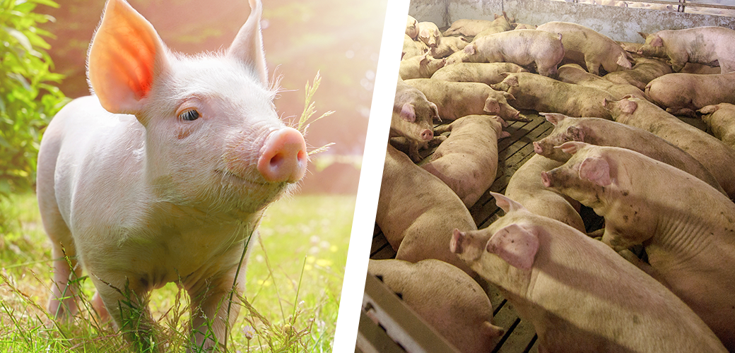 Left: close up on a pig in grassy field with sun shining on it; Right: pigs in a crowded and dirty pigsty