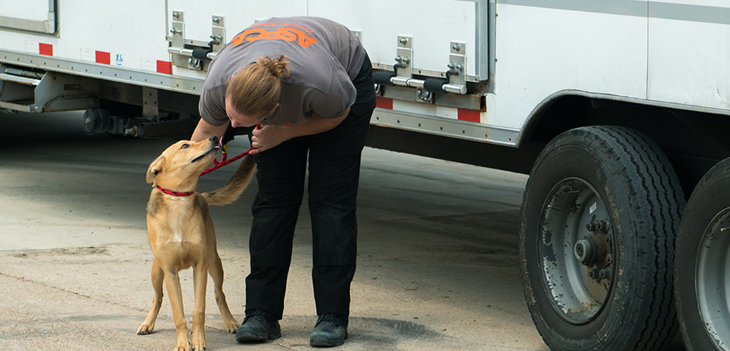 Animals Displaced By Harvey Set To Arrive At Nyc Aspca Adoption Center Aspca