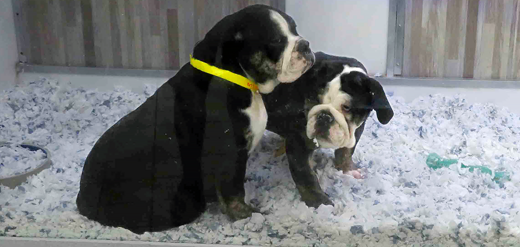 Two black and white bulldogs