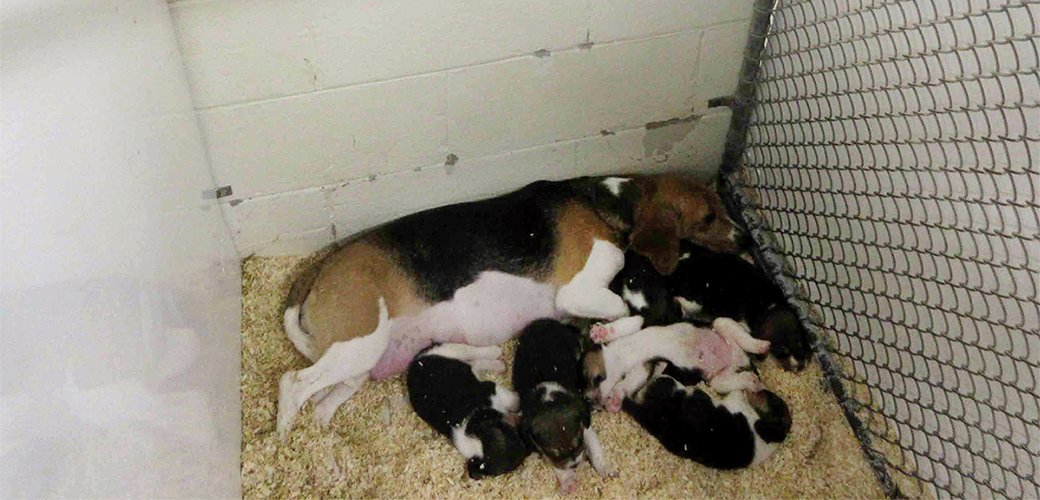 a beagle and her puppies in a small cage