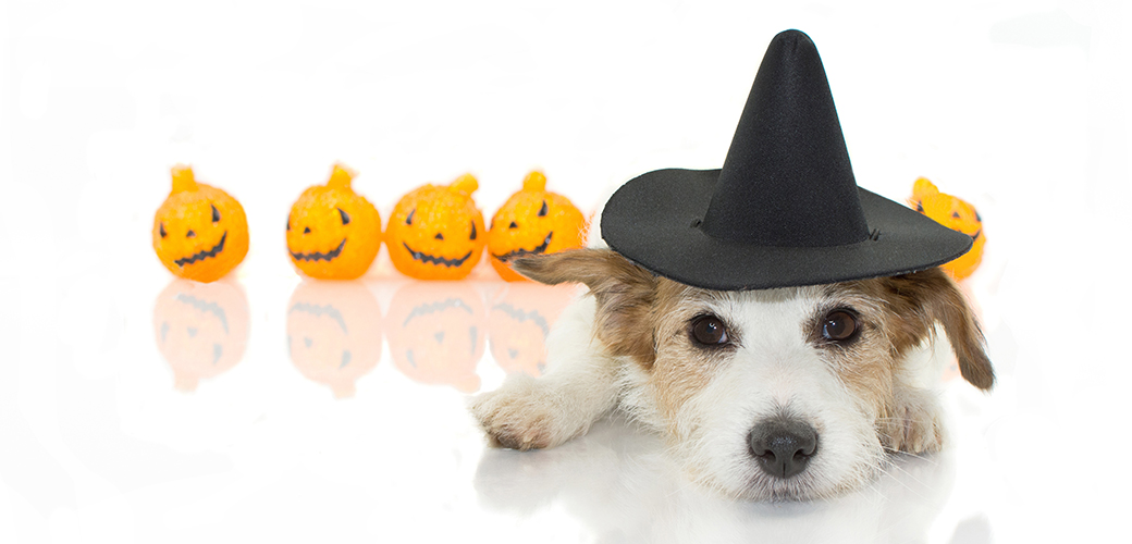 A terrier in a witch hat with fake jack-o-lanterns behind it 