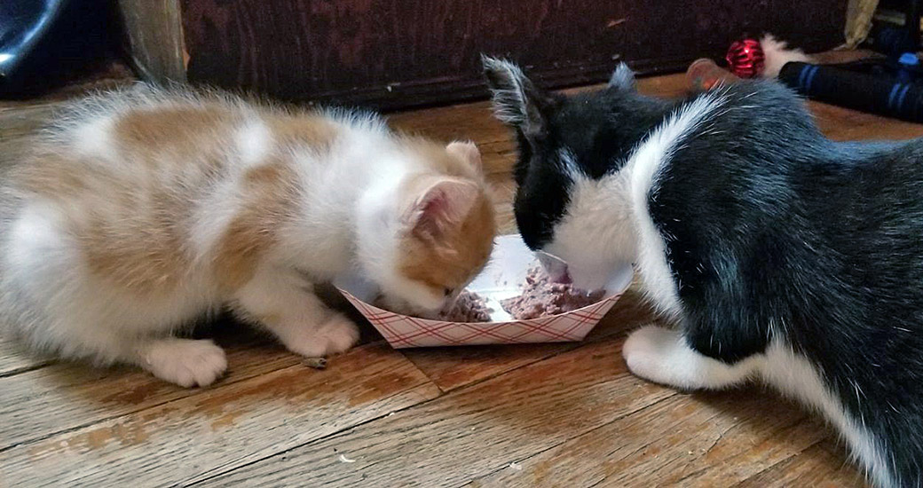 Bonny eating wetfood with another cat