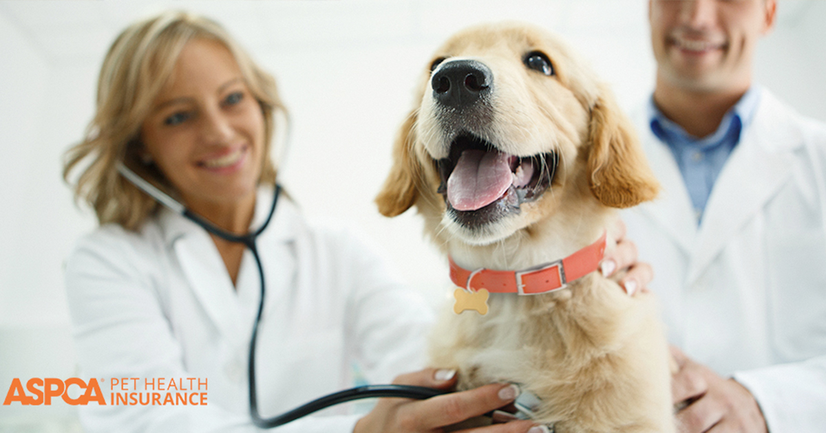 Discover Great Pet Insurance Companies