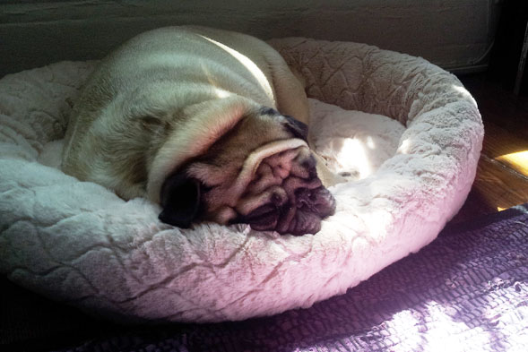 Bubba sleeping in his dog bed