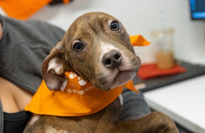 A puppy wearing an ASPCA bandana