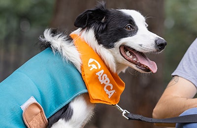 Nico wearing an ASPCA bandana