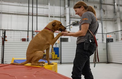 A dog training with an animal welfare professional