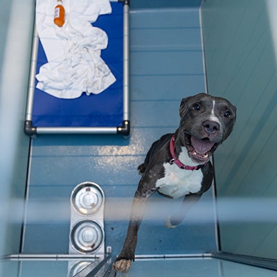A dog at a veterinary clinic