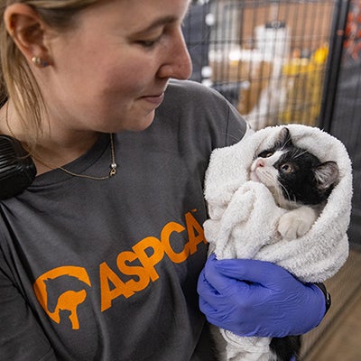 A kitten in a blanket is held by an ASPCA team member