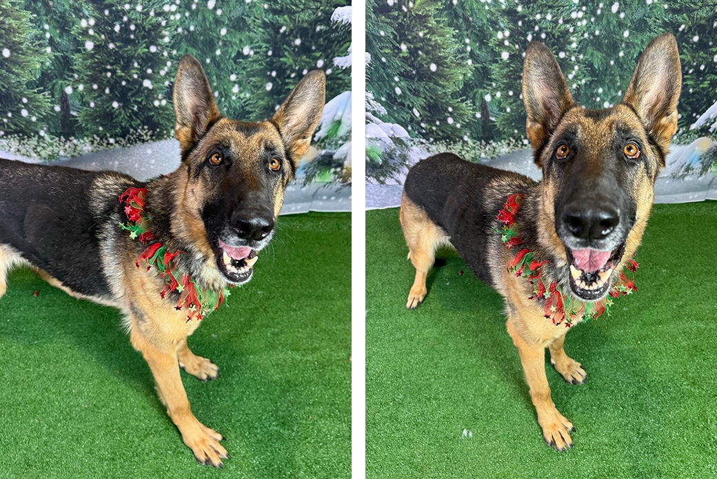 After a Lifesaving, CrossCountry Transport, These Dogs Are Ready to Be