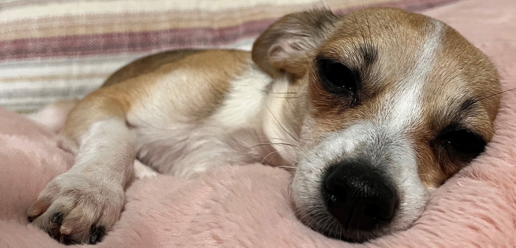 From Fearful Dog to Cuddle Bug Ireland’s Story ASPCA