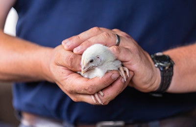 A chick being held by an ASPCA team member