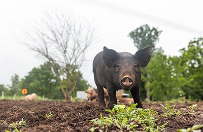 A young pig standing in a field