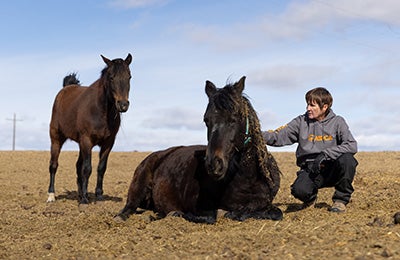 Two horses and an ASPCA team member