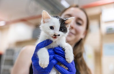 An ASPCA team member holding a tiny kitten