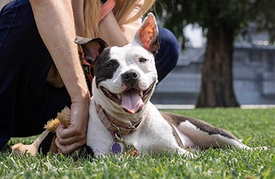 A dog smiling while sitting on a lawn