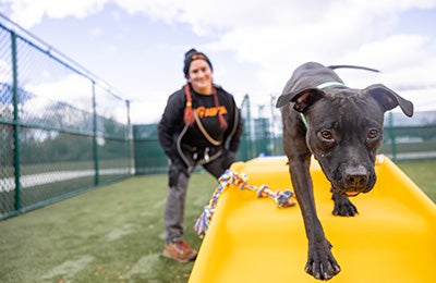 A dog exercising with an ASPCA team member