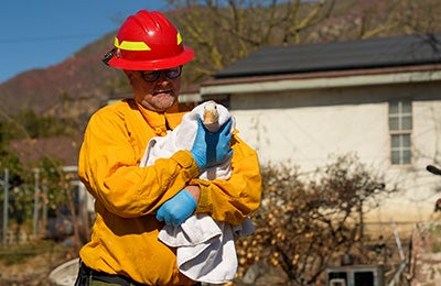 A duck being rescued from a natural disaster by an ASPCA team member wearing a hard hat