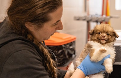 A puppy being held by an ASPCA team member