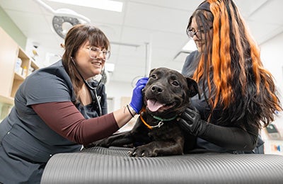 A dog being treated by two ASPCA veterinary team members