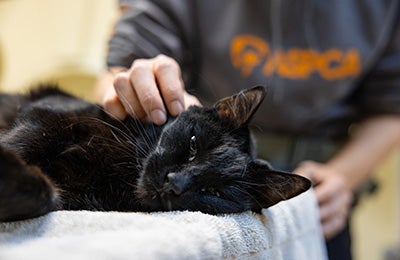 A older cat being comforted by an ASPCA team member