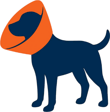 Dog wearing a recovery cone
