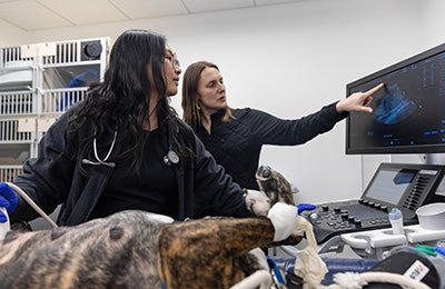 An ASPCA veterinary team member and a veterinary trainee reviewing a dog's medical data on a computer monitor