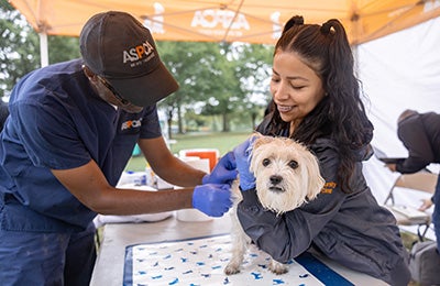 A small dog being examinied by two ASPCA team members under a canopy