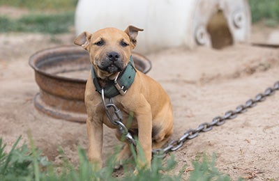 A young dog chained to a small plastic shelter