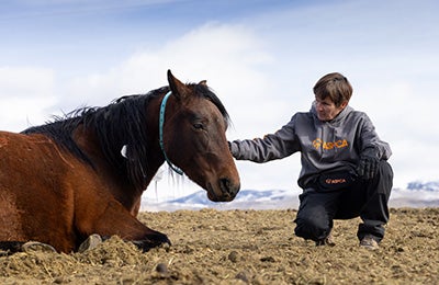 A horse being comforted by an ASPCA team member