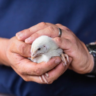 A chick being held by an ASPCA team member