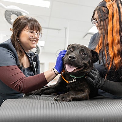 A black dog being held by two ASPCA veterinary team members