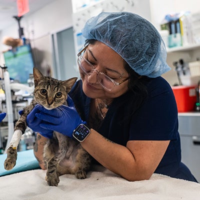 A cat with a leg in a cast being treated by an ASPCA veterinary staff member