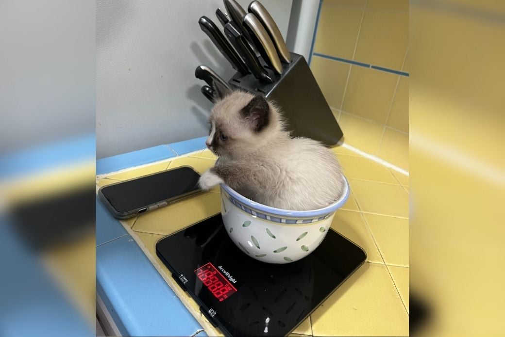 kitten being weighed in a bowl