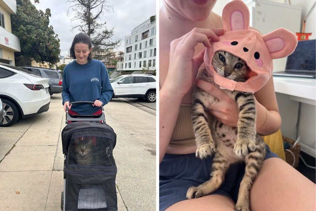 adopter pushing cat in a stroller and cat wearing pink bunny hat