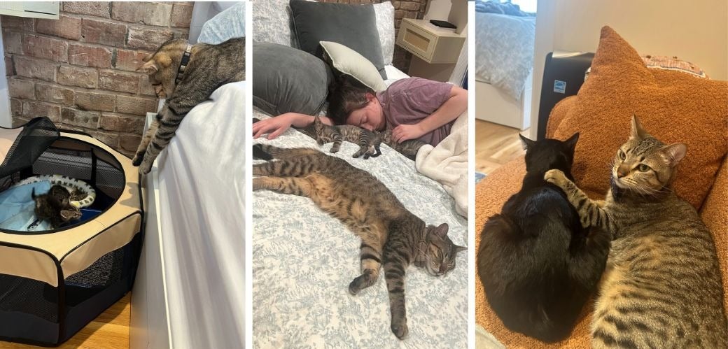 resident cat helping care for foster cats