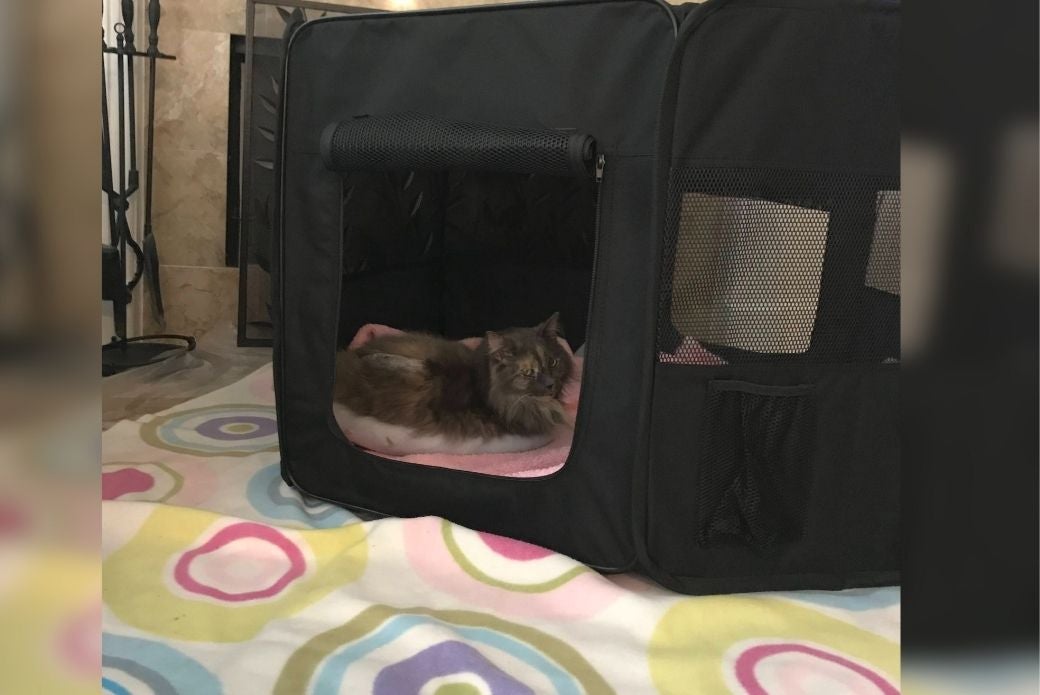 cat recovering from surgery