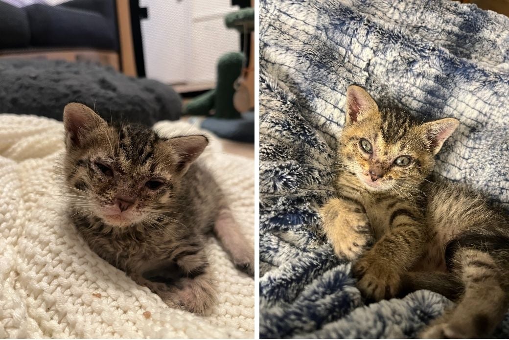 kitten recovering from illness