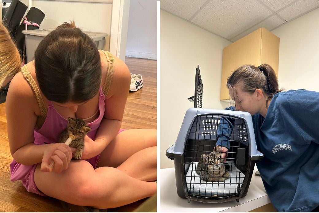 foster caring for her kitten