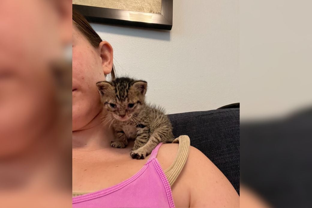 kitten sitting on adopter's shoulder