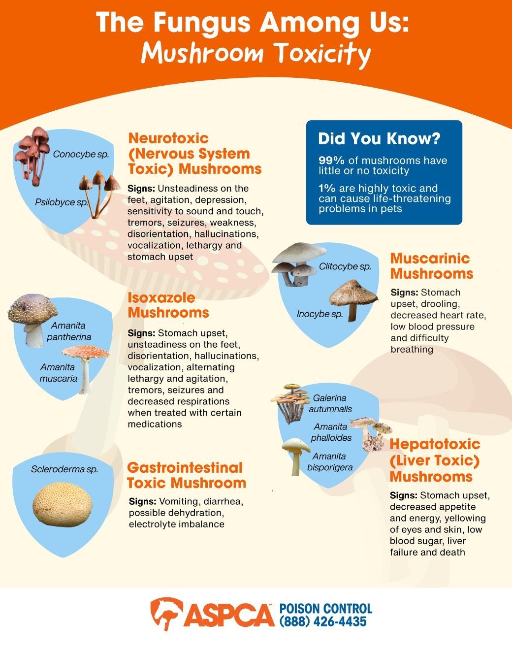 mushroom toxicosis in pets infographic