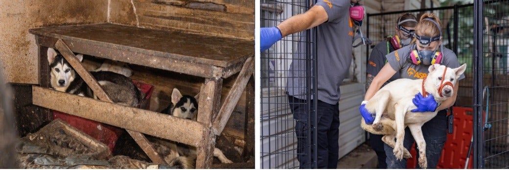 Huskies being rescued by ASPCA 