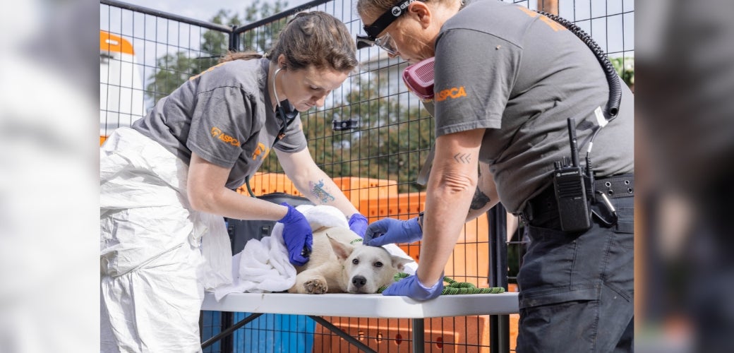 ASPCA vet checking husky during rescue