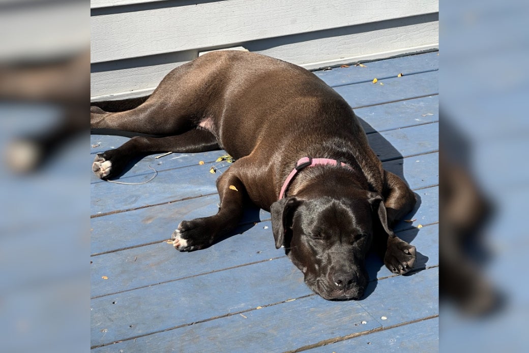 dog sleeping on porch