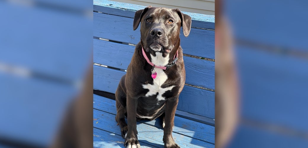 Dog sitting on porch