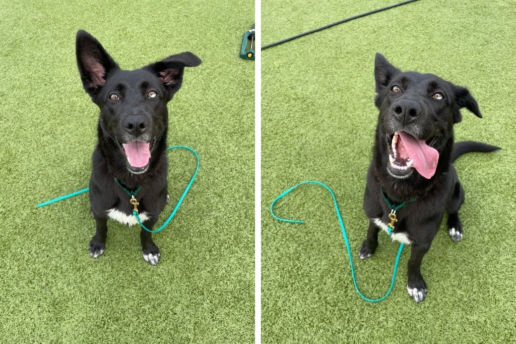 black dog sitting outside