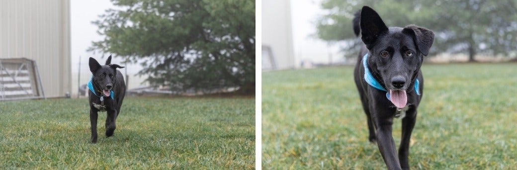 black dog running outside