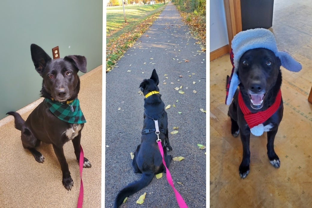 black dog dressed up and out on a walk
