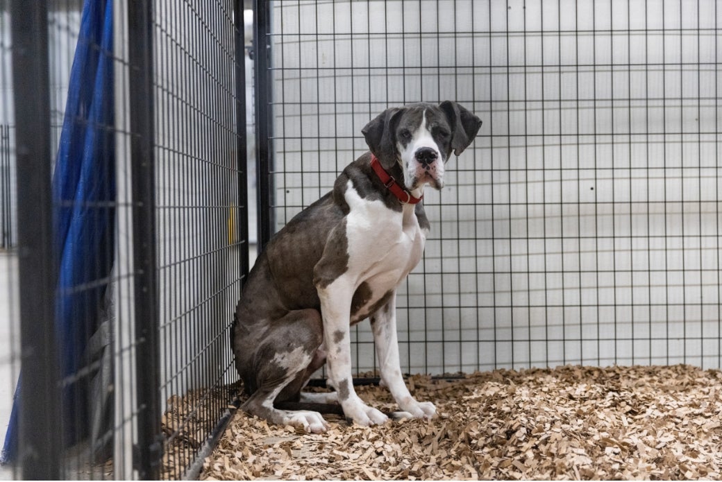 Great Dane cowering in kennel